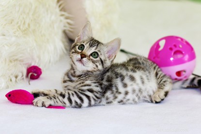 New Year, New Beginnings: 5 Essential Resolutions for Your Cat s Health & Happiness