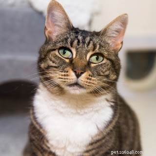 New Year, New You: Volunteer with Cats Protection to Help Cats & Grow Your Skills