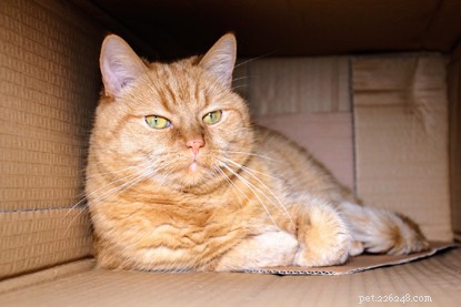 Why Cats Are Obsessed With Cardboard Boxes: Insights From a Veterinary Nurse