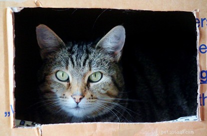 Why Cats Are Obsessed With Cardboard Boxes: Insights From a Veterinary Nurse