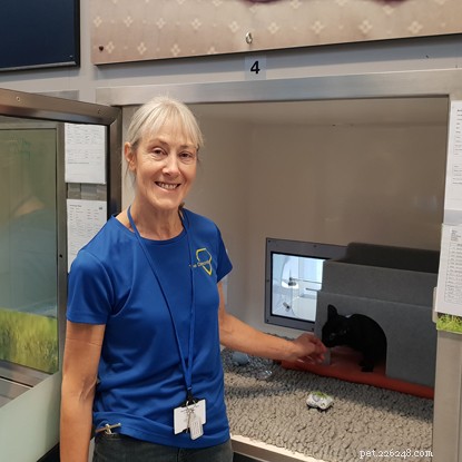 Christmas Volunteering: Dedicated Volunteers Keep Cats Safe and Happy During the Holidays