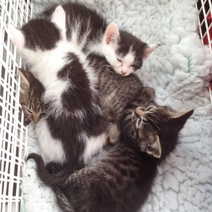 Christmas Volunteering: Dedicated Volunteers Keep Cats Safe and Happy During the Holidays