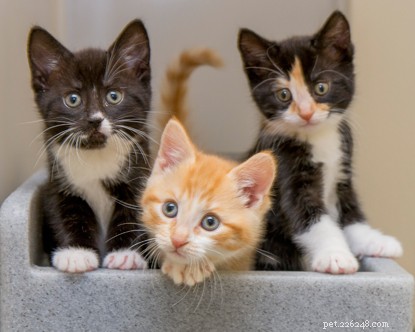 Discover What Shapes Your Cat s Color: A Journey from Wild Origins to Home Hues
