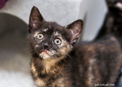 Discover What Shapes Your Cat s Color: A Journey from Wild Origins to Home Hues