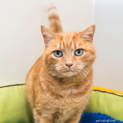 Discover What Shapes Your Cat s Color: A Journey from Wild Origins to Home Hues