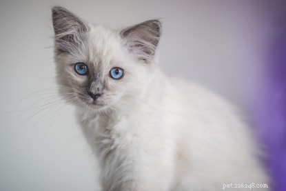 Discover What Shapes Your Cat s Color: A Journey from Wild Origins to Home Hues