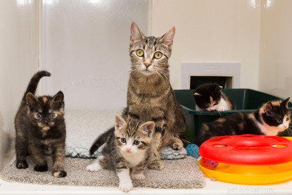 Discover What Shapes Your Cat s Color: A Journey from Wild Origins to Home Hues
