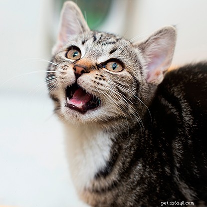 Discover What Shapes Your Cat s Color: A Journey from Wild Origins to Home Hues