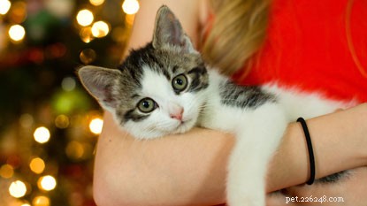 Keep Your Home Peaceful this Christmas: 5 Essential Tips for Cat Comfort
