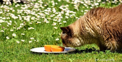 Why Cats Dislike Citrus: Insights from Veterinary Nurse Helen Crofts