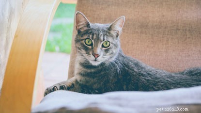 Keep Your Home Peaceful this Christmas: 5 Essential Tips for Cat Comfort