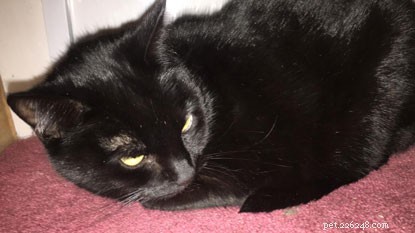 London Fashion Week: Find Your Perfect Cat, Black or Striped