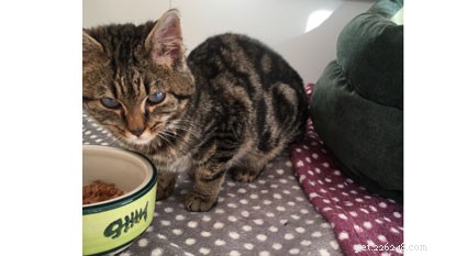 London Fashion Week: Find Your Perfect Cat, Black or Striped