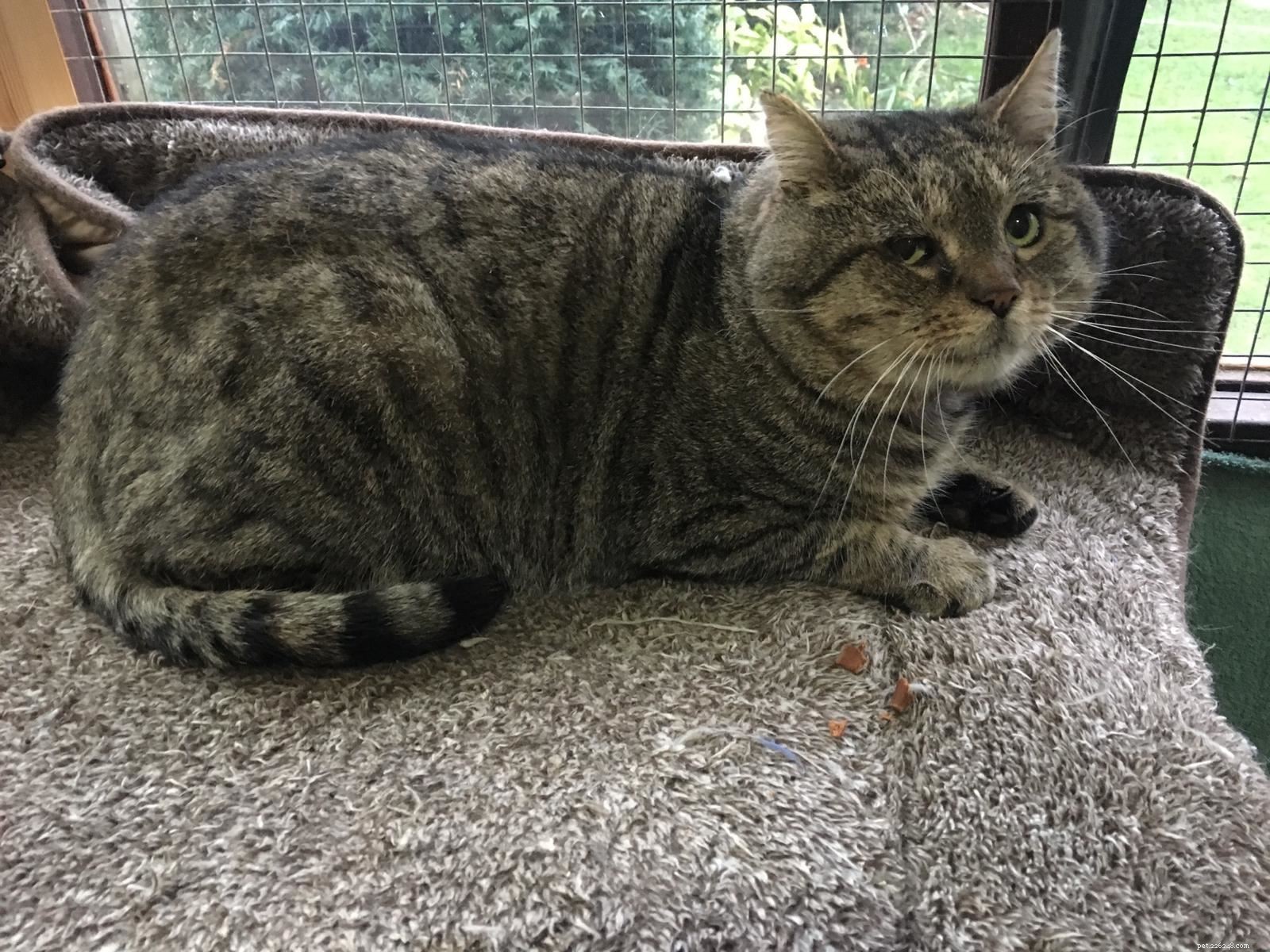 London Fashion Week: Find Your Perfect Cat, Black or Striped