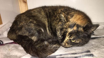 London Fashion Week: Find Your Perfect Cat, Black or Striped