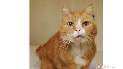 London Fashion Week: Find Your Perfect Cat, Black or Striped