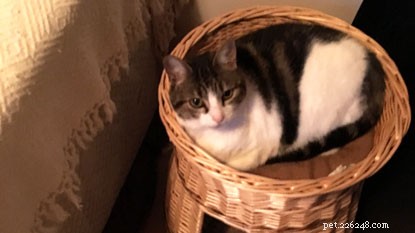 London Fashion Week: Find Your Perfect Cat, Black or Striped