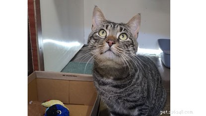London Fashion Week: Find Your Perfect Cat, Black or Striped