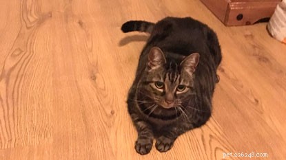 London Fashion Week: Find Your Perfect Cat, Black or Striped