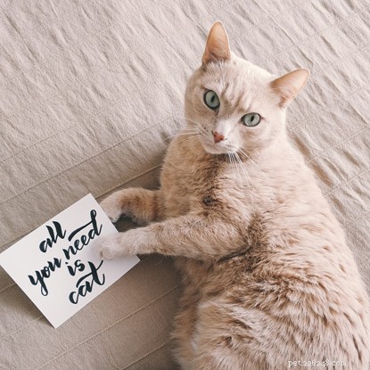 Purrfect Valentine s Night: How to Spoil Your Cat for a Cozy Home Celebration