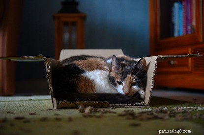 Purrfect Valentine s Night: How to Spoil Your Cat for a Cozy Home Celebration