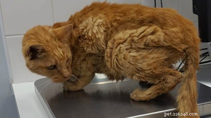 Romford School Kids Rescue Stray Cat, Earn Praise from Cats Protection