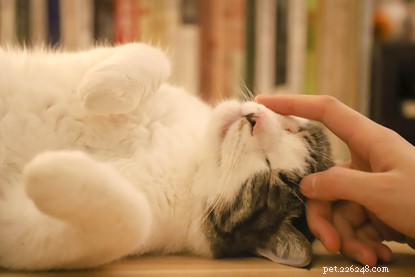 Purrfect Valentine s Night: How to Spoil Your Cat for a Cozy Home Celebration