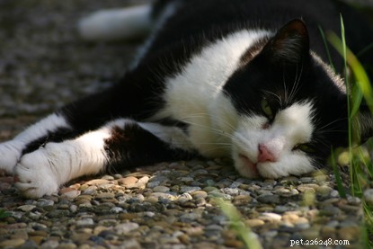 Expert Strategies to Lower Your Cat’s Cancer Risk