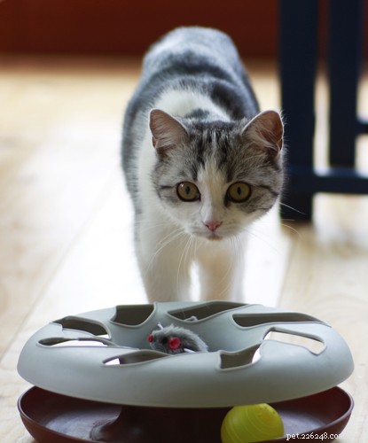 Expert Strategies to Lower Your Cat’s Cancer Risk
