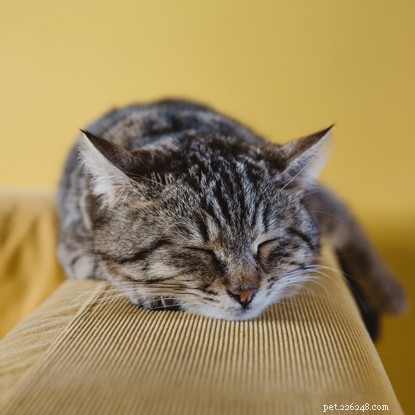 Expert Strategies to Lower Your Cat’s Cancer Risk