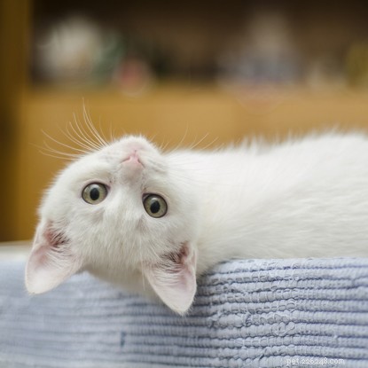Expert Strategies to Lower Your Cat’s Cancer Risk