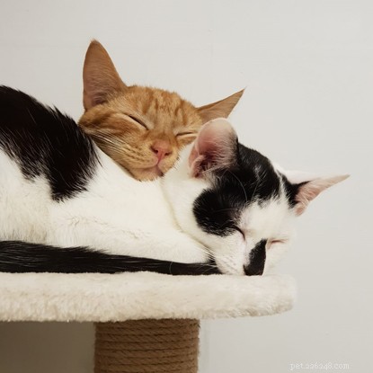 Abandoned Kitten Survives Two Weeks in Harsh Winter, Thanks to Rescue Efforts