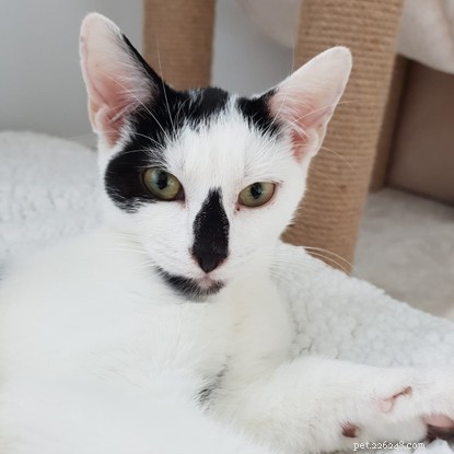 Abandoned Kitten Survives Two Weeks in Harsh Winter, Thanks to Rescue Efforts