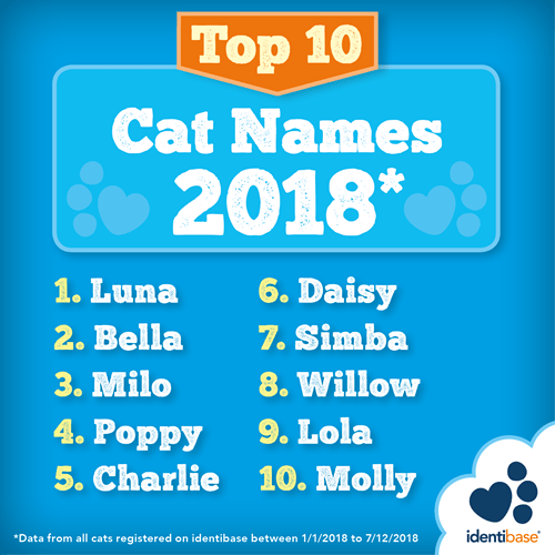 Luna, the 2018 Most Popular Cat Name, Seeks a Loving Home – Adopt Your Trusted Companion