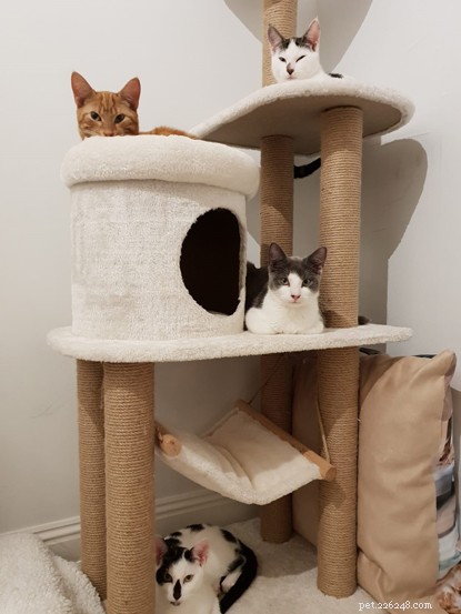 Abandoned Kitten Survives Two Weeks in Harsh Winter, Thanks to Rescue Efforts