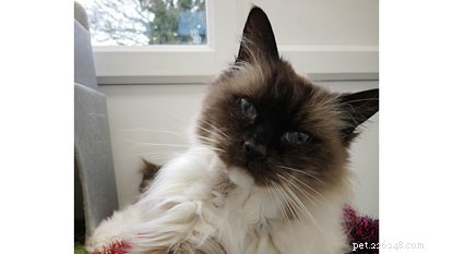 Luna, the 2018 Most Popular Cat Name, Seeks a Loving Home – Adopt Your Trusted Companion