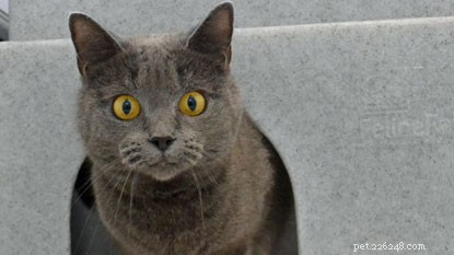 Luna, the 2018 Most Popular Cat Name, Seeks a Loving Home – Adopt Your Trusted Companion