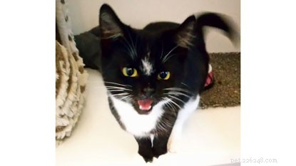 Luna, the 2018 Most Popular Cat Name, Seeks a Loving Home – Adopt Your Trusted Companion
