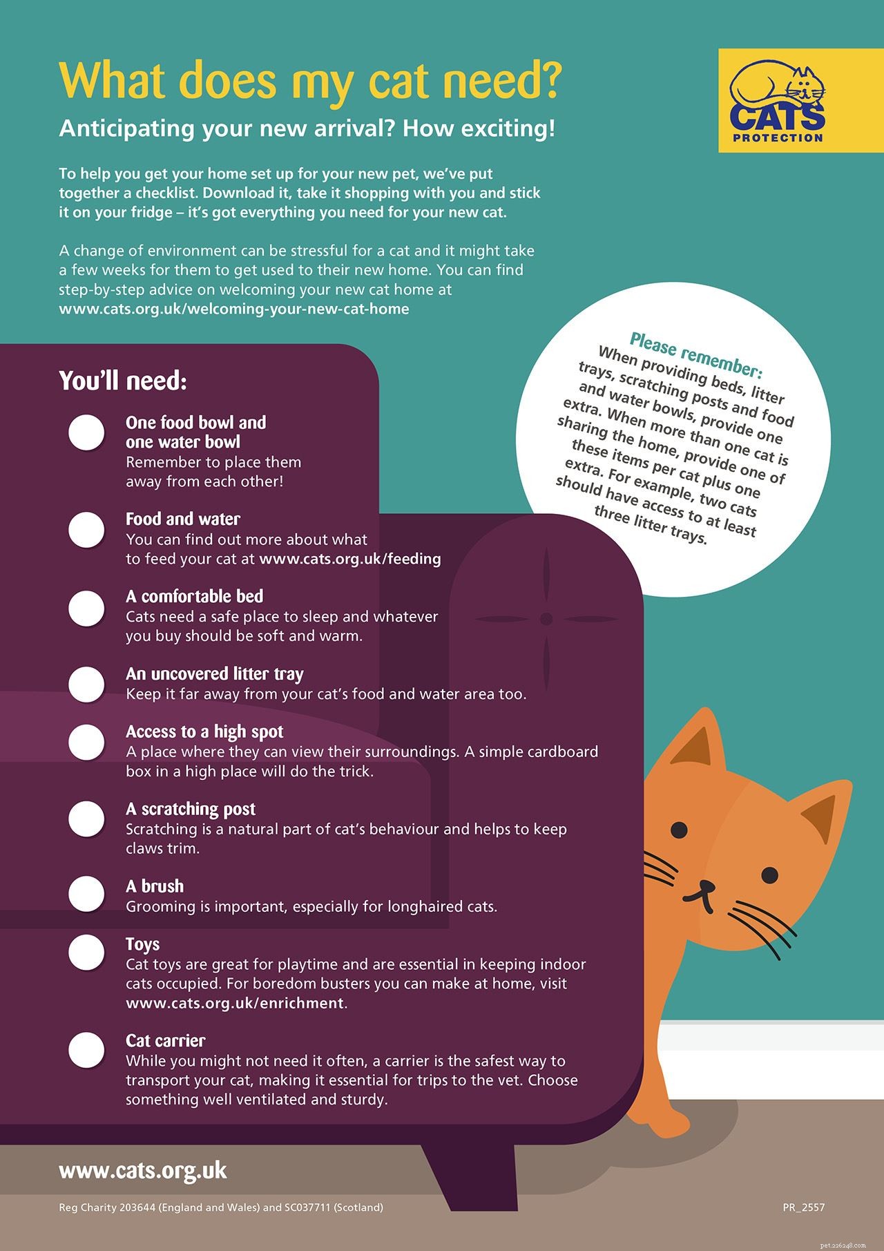 How to Create a Stress‑Free, Cat‑Friendly Home: Expert Tips