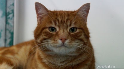 Microchip Magic: Ginger Cat Thomas Reunited With Owner After Months Missing