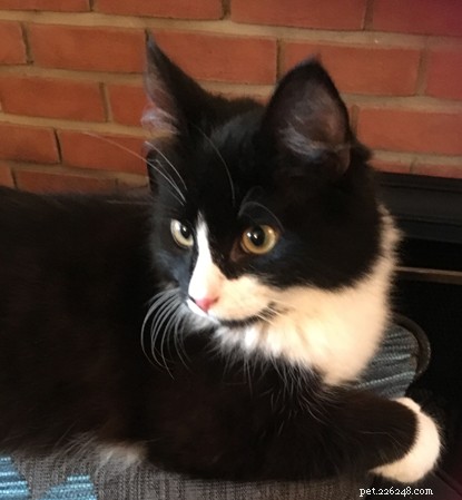 Peter Rabbit: Rain‑Soaked Cat Rescued and Rehomed in Rayleigh