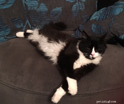 Peter Rabbit: Rain‑Soaked Cat Rescued and Rehomed in Rayleigh
