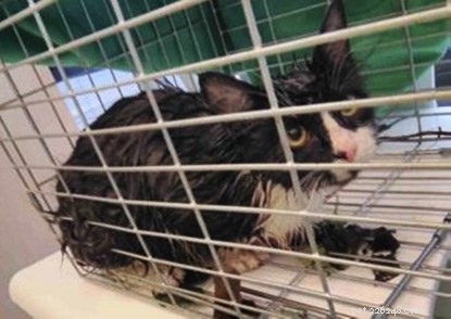 Peter Rabbit: Rain‑Soaked Cat Rescued and Rehomed in Rayleigh