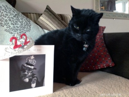Rescued Cat Saffi Celebrates 22 Years of Life Thanks to Cats Protection