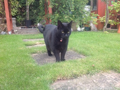 Rescued Cat Saffi Celebrates 22 Years of Life Thanks to Cats Protection