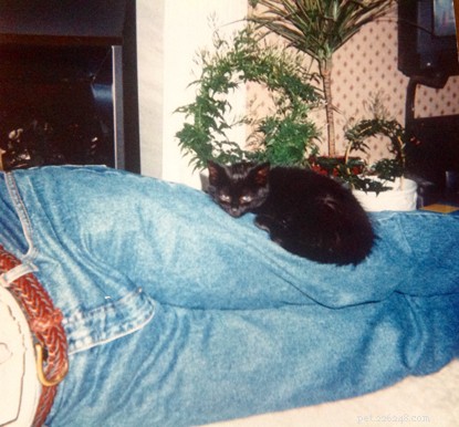 Rescued Cat Saffi Celebrates 22 Years of Life Thanks to Cats Protection
