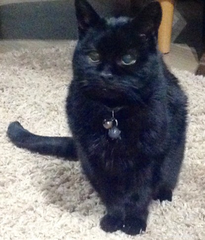 Rescued Cat Saffi Celebrates 22 Years of Life Thanks to Cats Protection