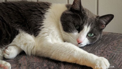 Discover the Safest Cleaning Products for a Cat-Friendly Home