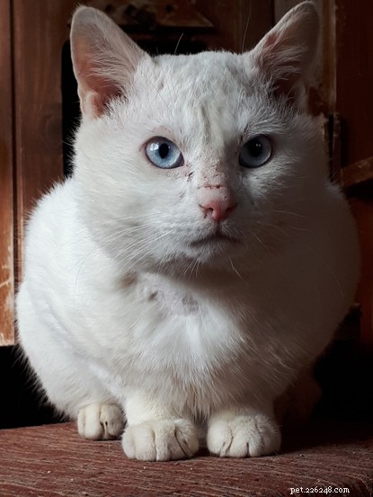 Spotting Cat Deafness: Key Signs and Care Tips
