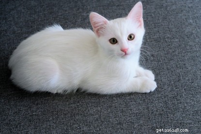 Spotting Cat Deafness: Key Signs and Care Tips